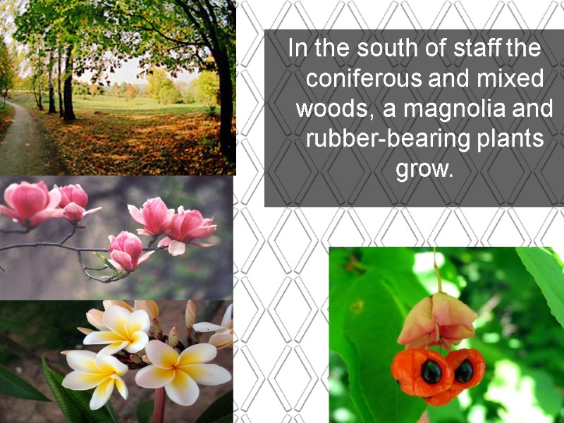 In the south of staff the coniferous and mixed woods, a magnolia and rubber-bearing